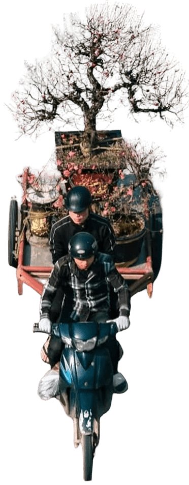 Motorbike carrying a tree