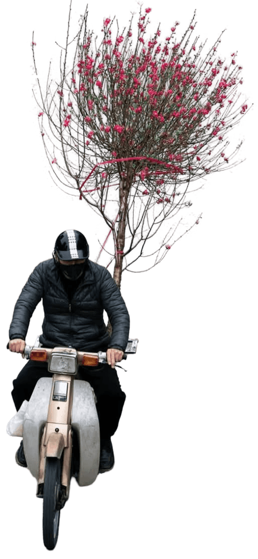 Rider in front of pink tree
